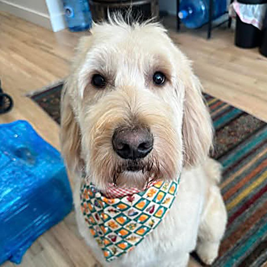 The Wag Shop—Denver, Colorado