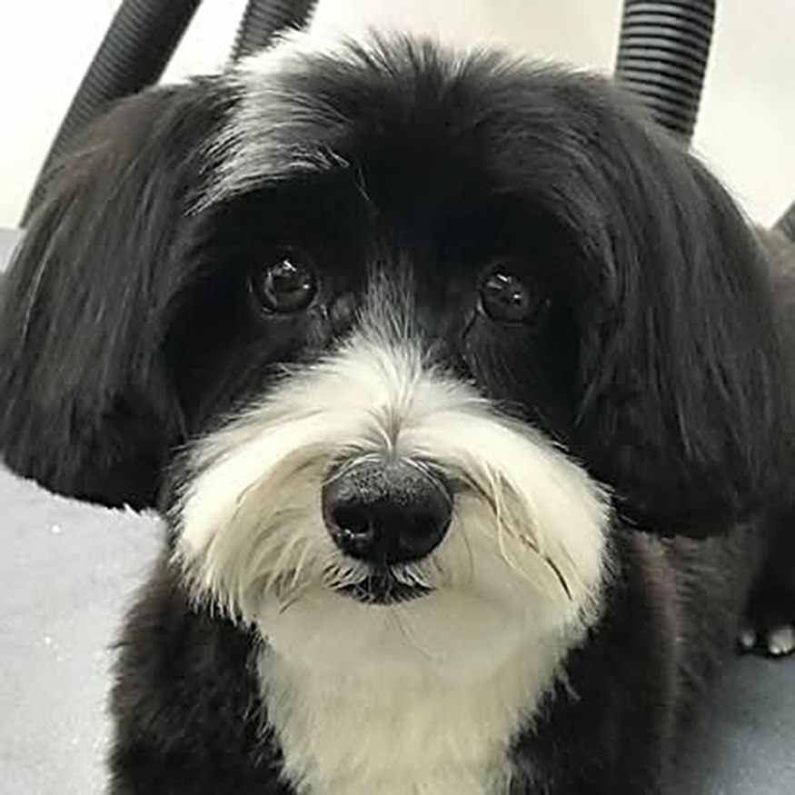 The Wag Shop—Denver, Colorado