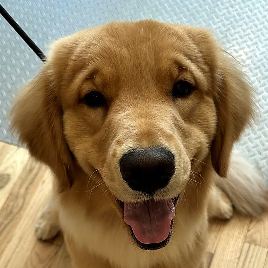 The Wag Shop—Denver, Colorado