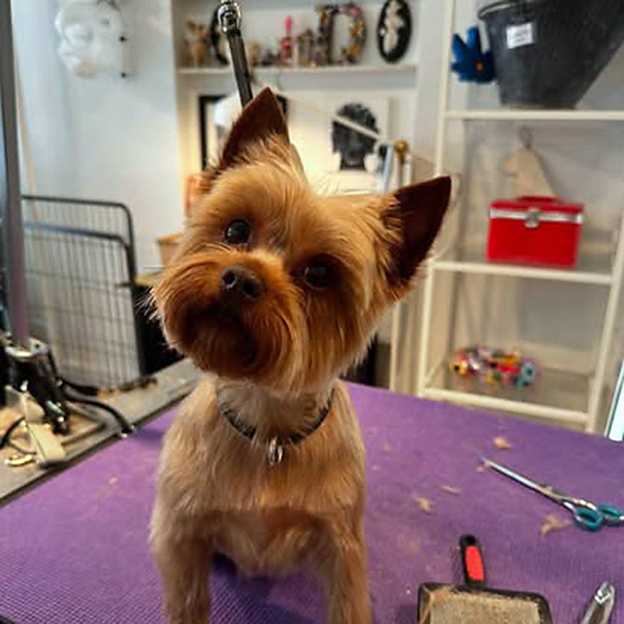 The Wag Shop—Denver, Colorado