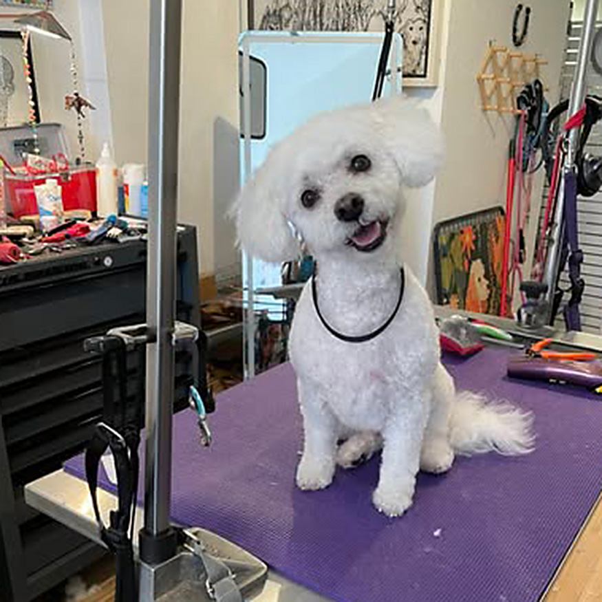 The Wag Shop—Denver, Colorado